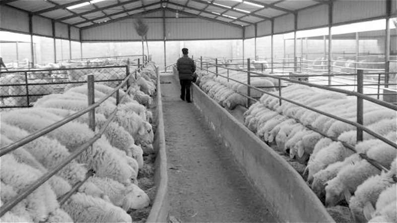 تخصيص تسهيلات فعال‌سازي پرواربندي به دامداران آذربايجان‌غربي